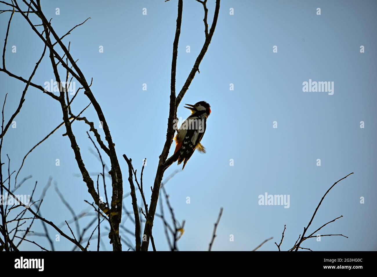 Buntspecht in Silhuette hoch oben im Baum Stockfoto