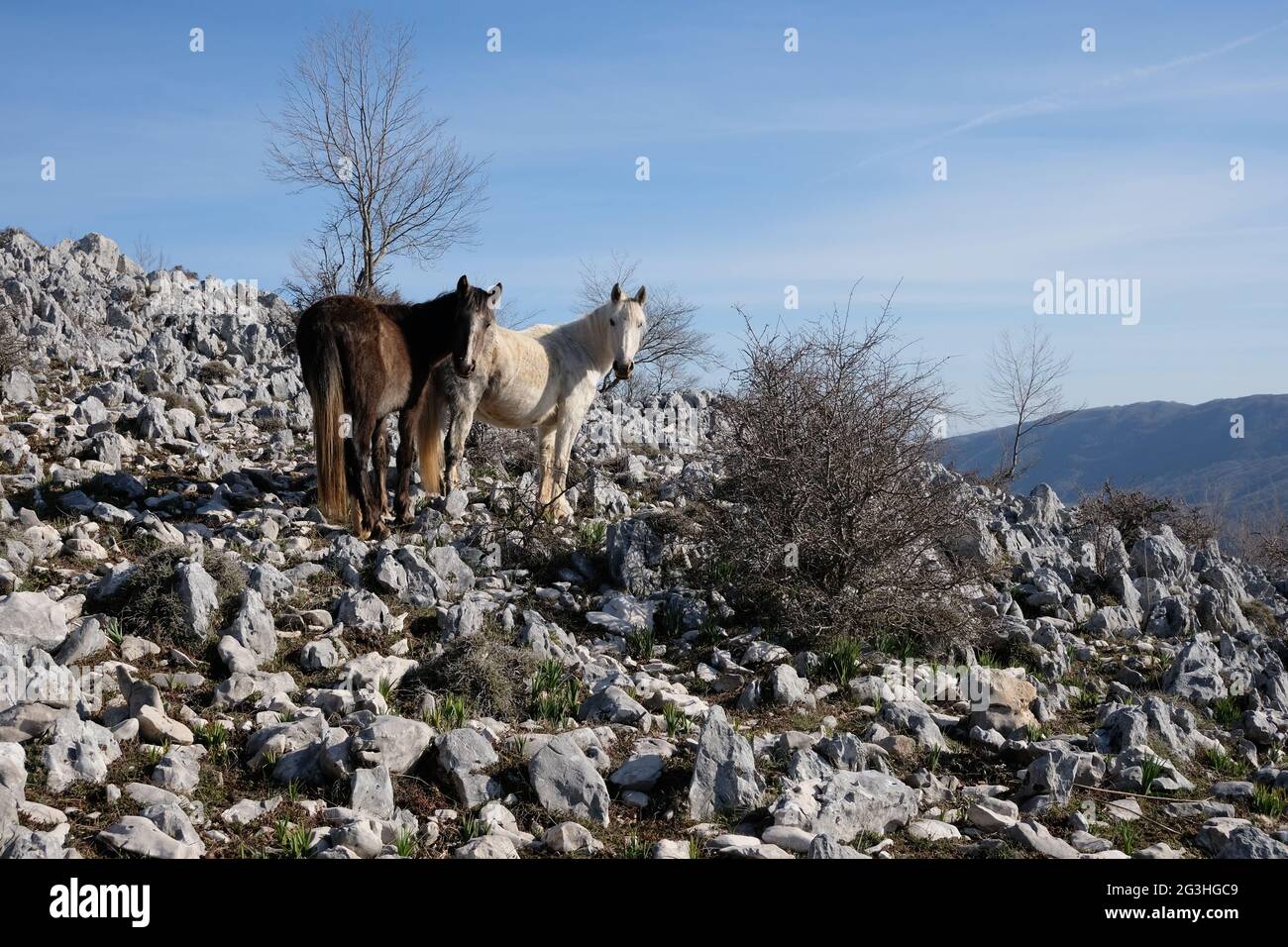 Wildpferde am Monte Gennaro, Monti Lucretili Regional Park in Italien Stockfoto