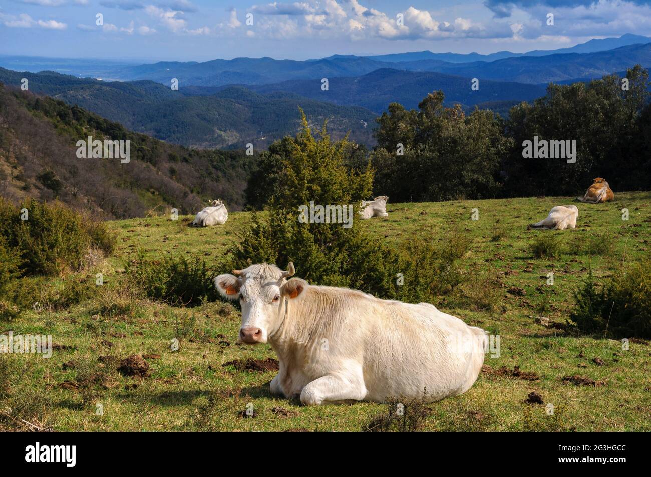 Kühe in einigen Wiesen von Alta Garrotxa (Provinz Girona, Katalonien, Spanien, Pyrenäen) ESP: Vacas en unos prados de la Alta Garrotxa (Gerona, España) Stockfoto