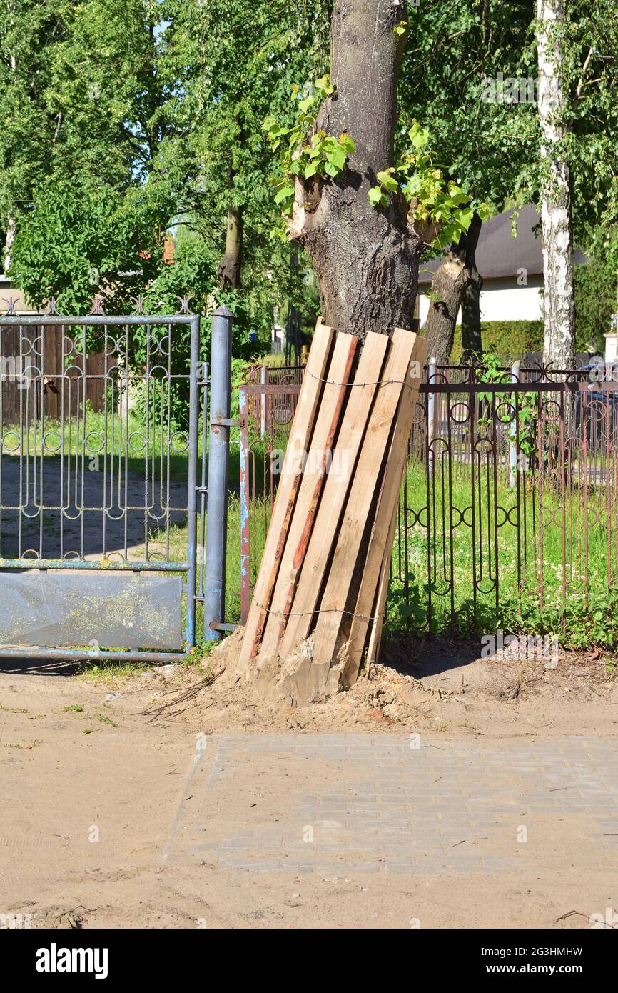Schutz von Bäumen bei Straßenrenovierungen in der Stadt. Umwelt. Stockfoto