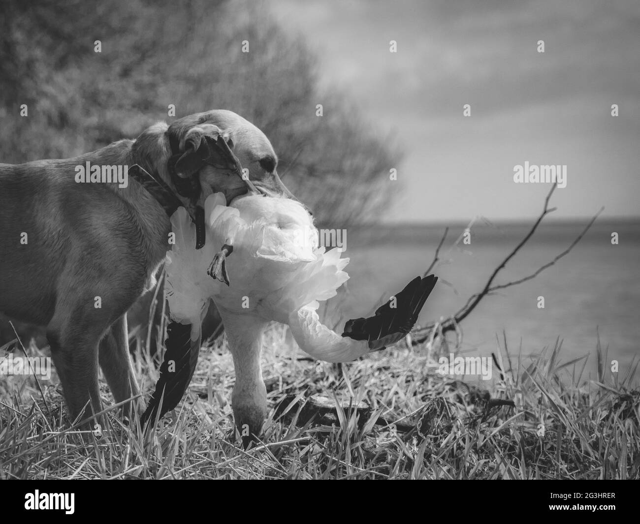 Jagd auf Wildgänse Enten Schnee Gänse Gans Jagd Stockfoto