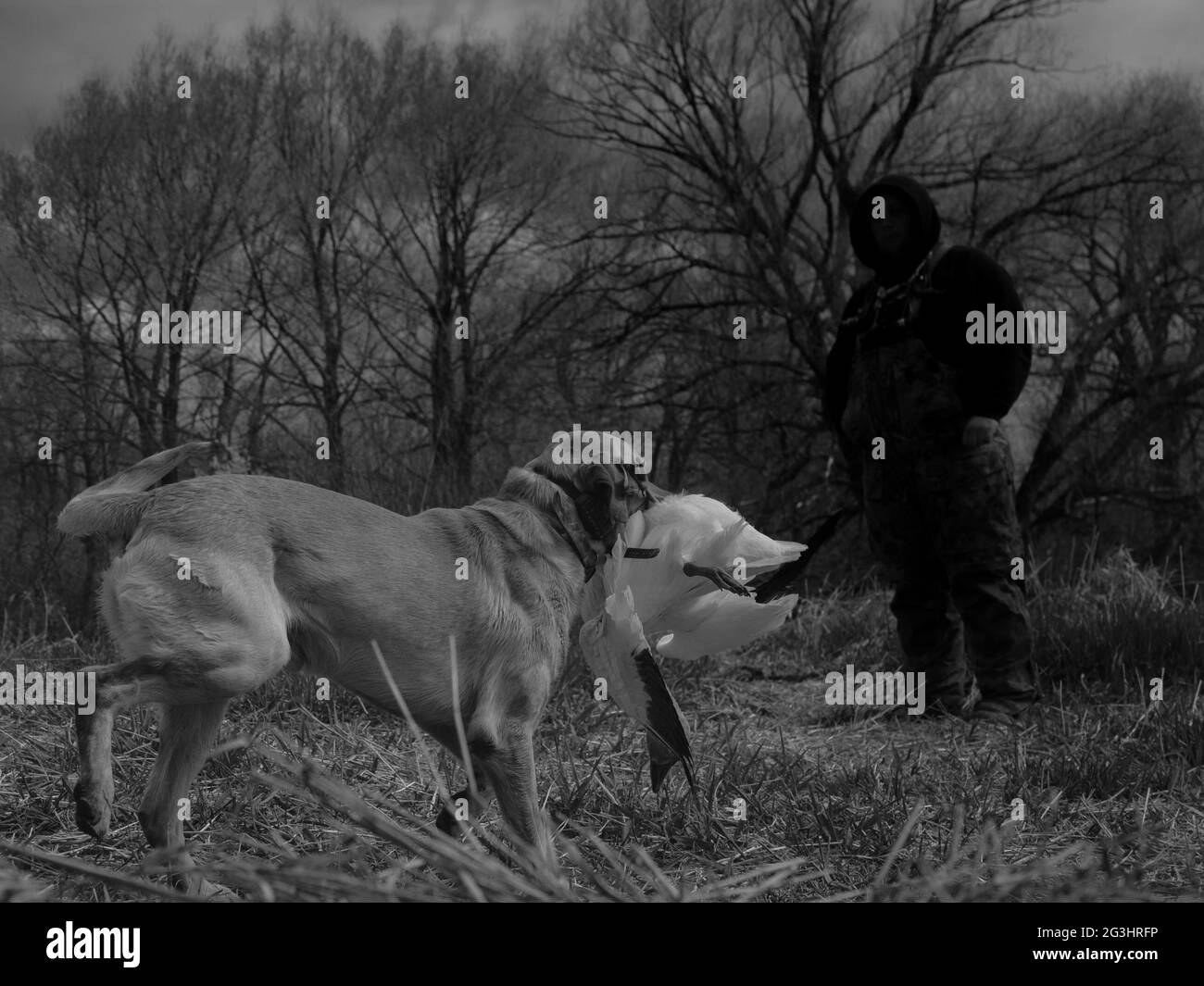 Jagd auf Wildgänse Enten Schnee Gänse Gans Jagd Stockfoto