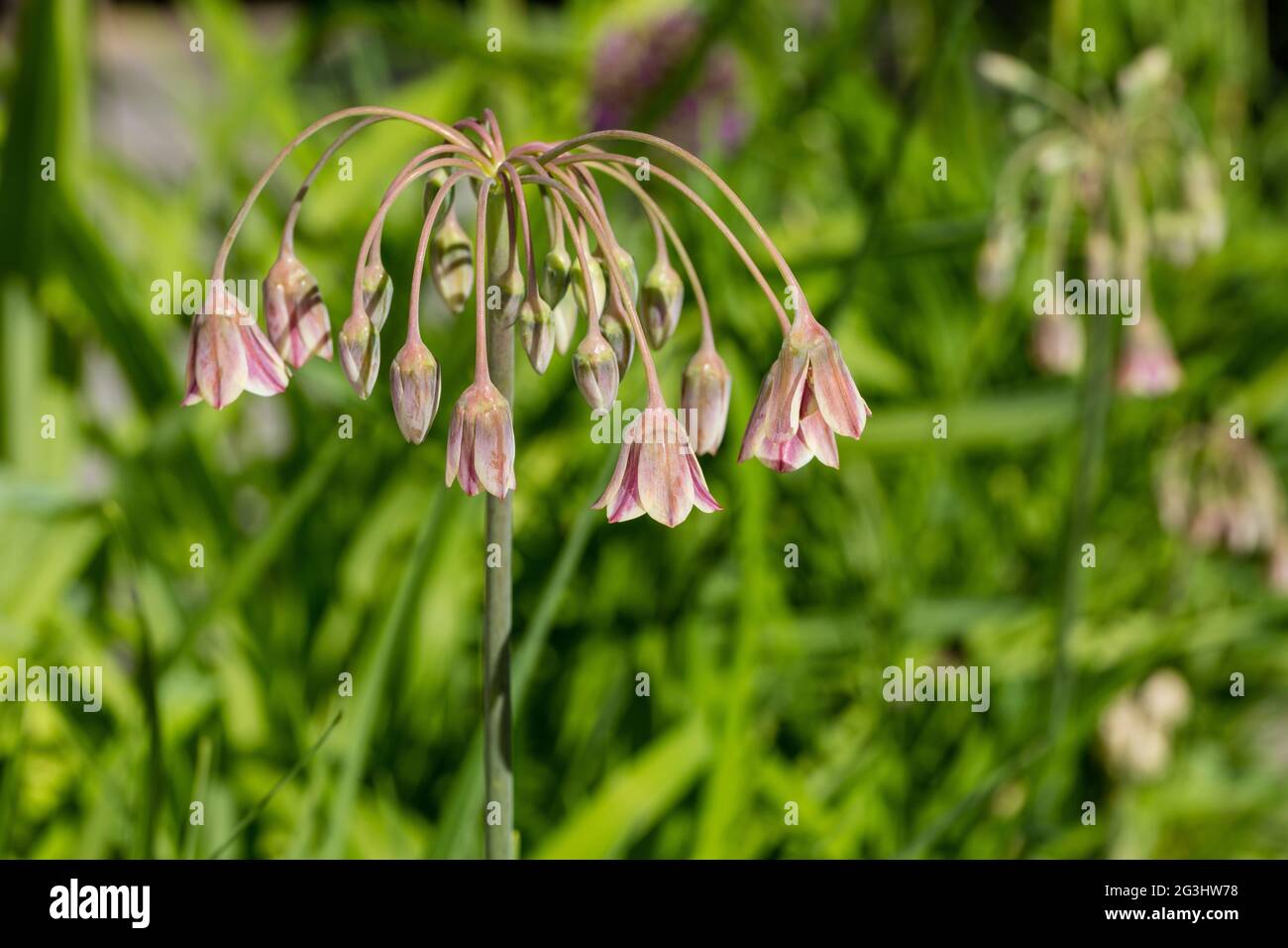 Bulgarischer Honig, Honungslök (Allium siculum) Stockfoto