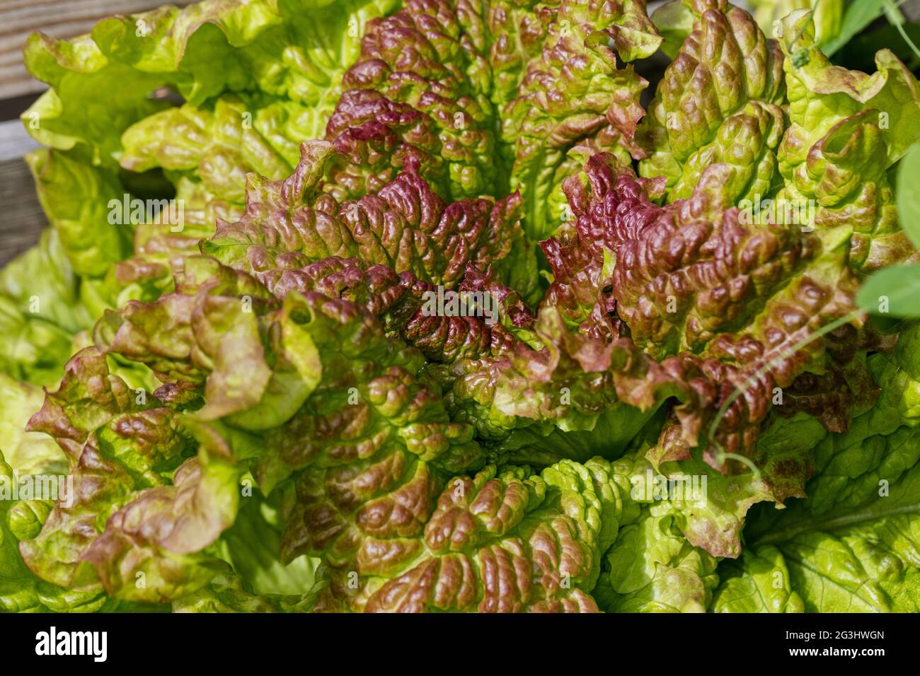 Amerikanischer Brauner-Salat, Sallat (Lactuca sativa) Stockfoto
