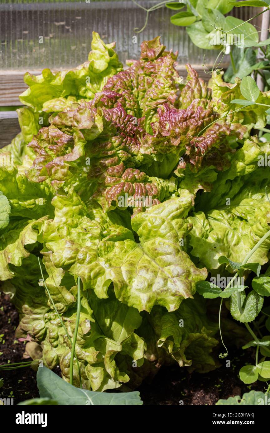Amerikanischer Brauner-Salat, Sallat (Lactuca sativa) Stockfoto
