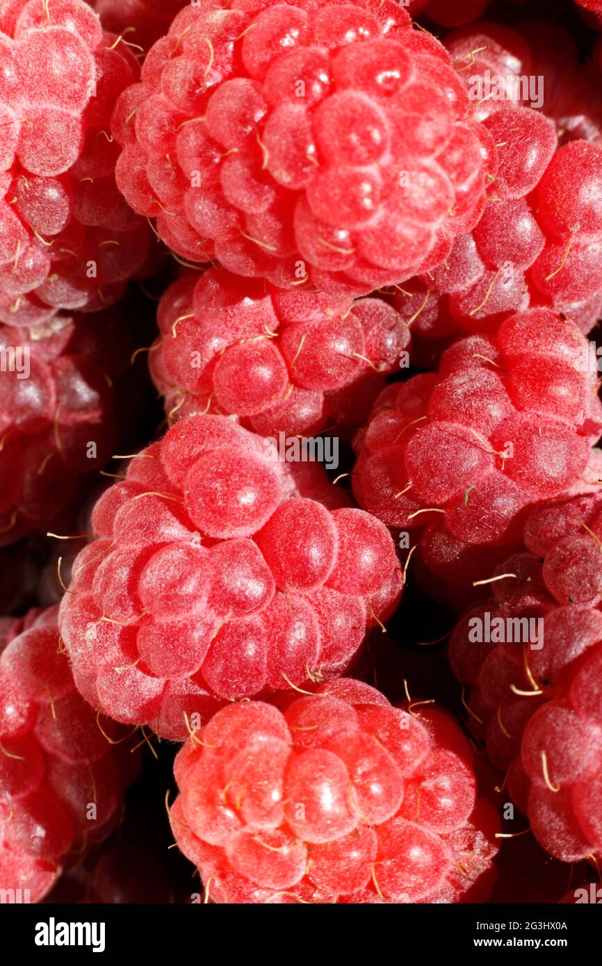 Industrieller Anbau von Himbeerpflanzen. Reife rote Früchte Himbeere Makro extreme Nahaufnahme. Hintergrund: Himbeerfrucht. Natürlicher Anbau von Beeren an Stockfoto
