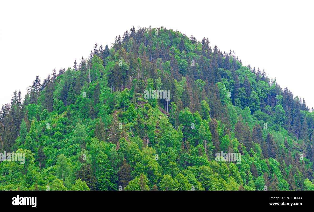 Wald auf Hügel isoliert auf weißem Hintergrund. Grüne Bäume, Öko-Konzept Stockfoto