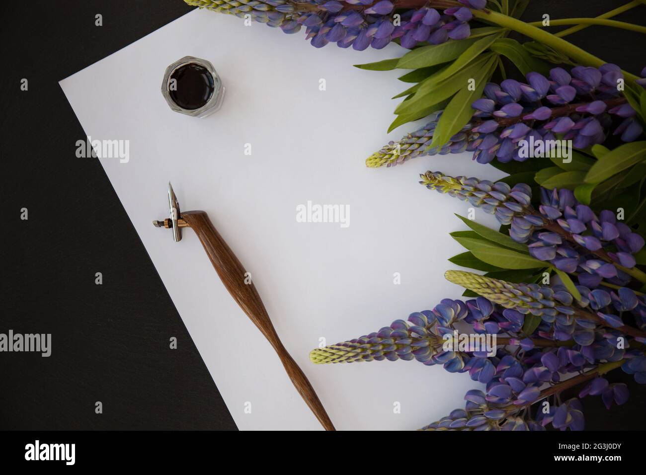 Vorlage für einen kalligrafischen Brief mit Lupinenblumen, Stift und Tinte Stockfoto