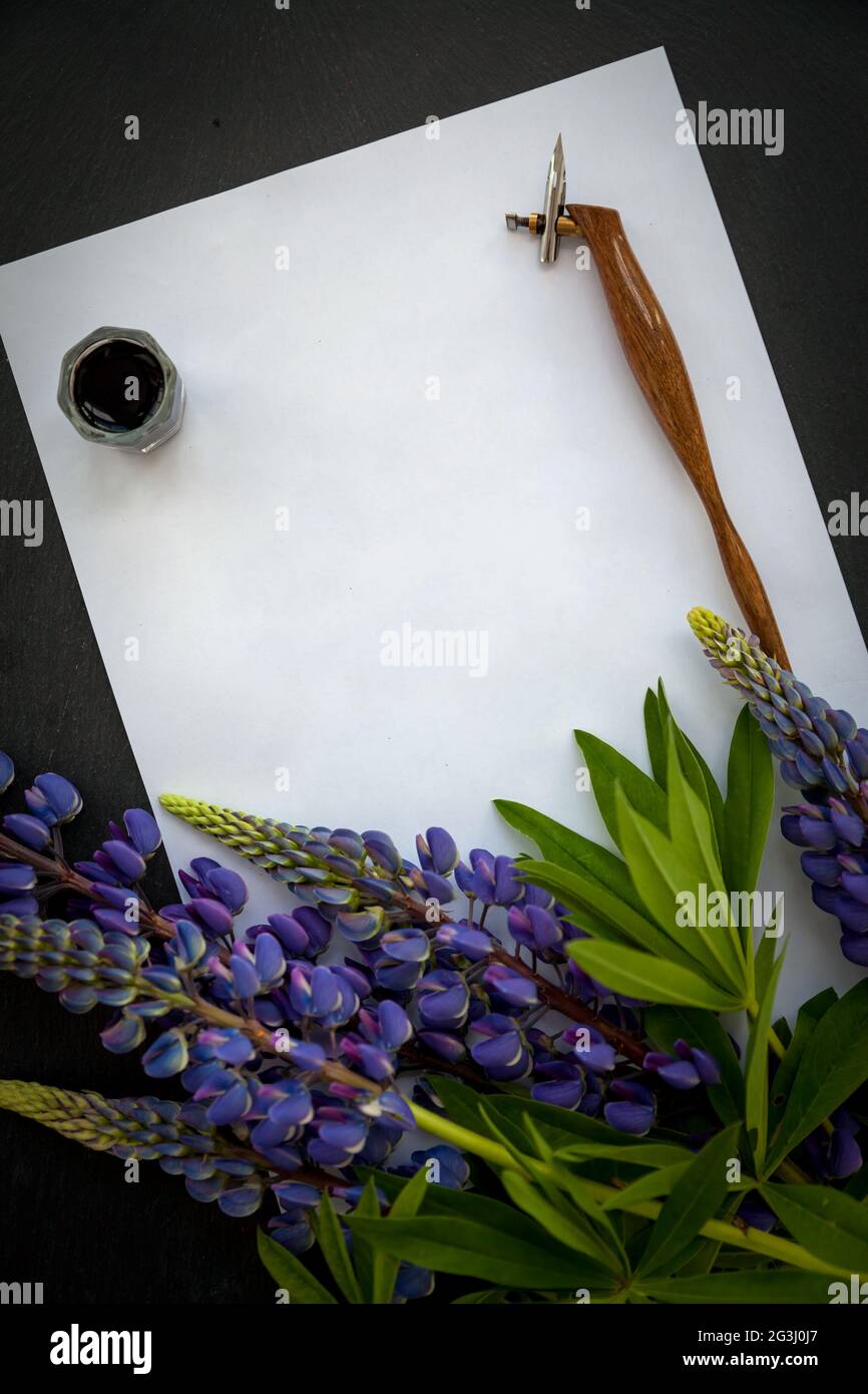 Vorlage für einen kalligrafischen Brief mit Lupinenblumen, Stift und Tinte Stockfoto