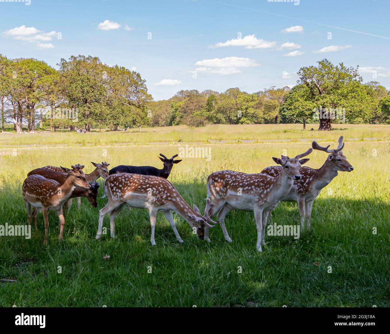 Damwild im Richmond Park, Surrey, Großbritannien; halb im Schatten mit einem Baumgürtel hinter ihnen Stockfoto