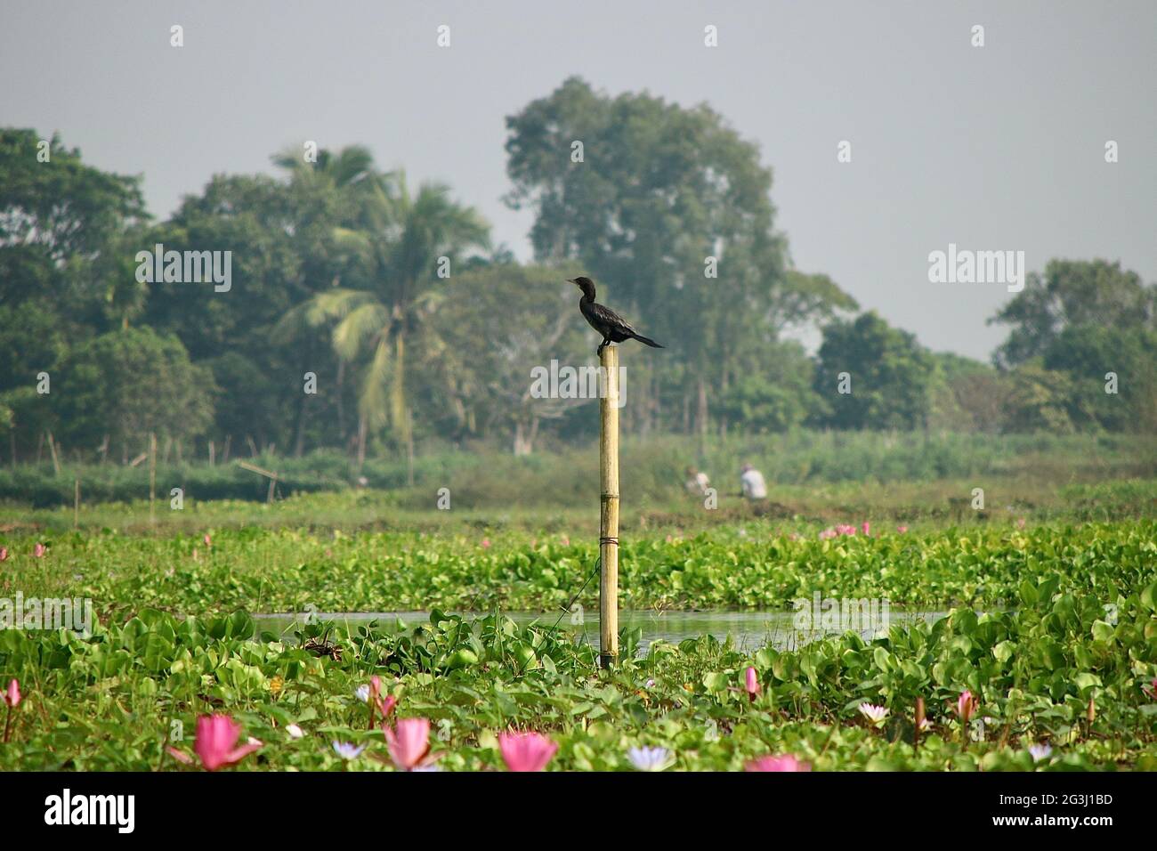 Die Schönheit des Vogels Stockfoto