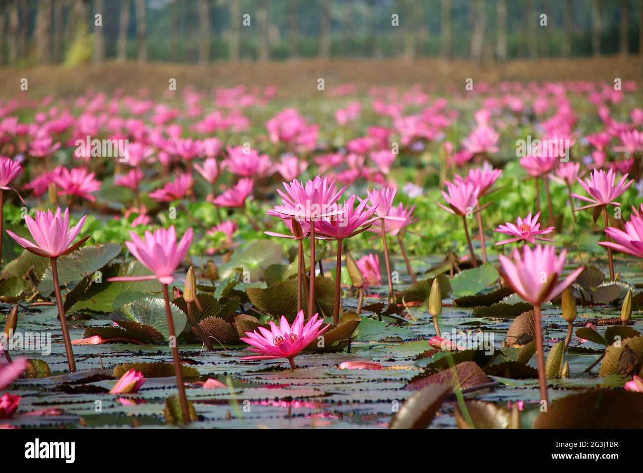 Die Schönheit der Seerosen am Morgen ist das Schmelzen des Herzens Stockfoto