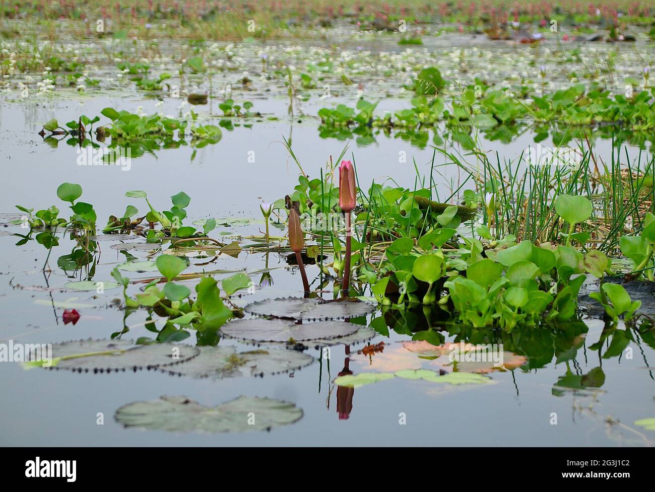 Perlen von Wasser Stockfoto