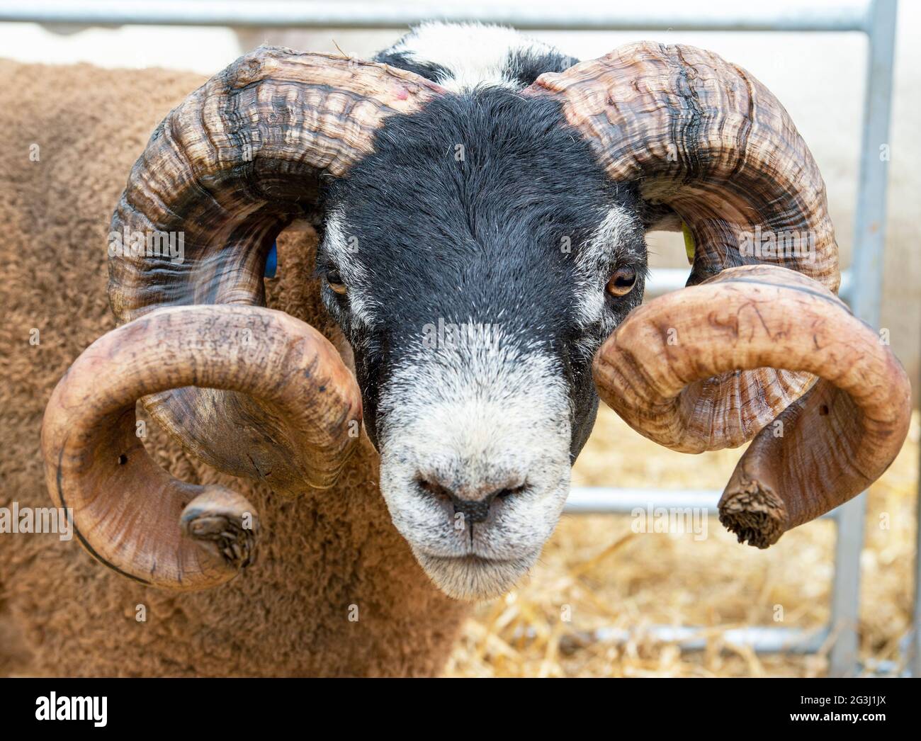 Porträt eines Schwarzgesichts-RAM mit Hörnern auf der Royal Highland Show 2021, Ingliston, Edinburgh, Schottland. Stockfoto