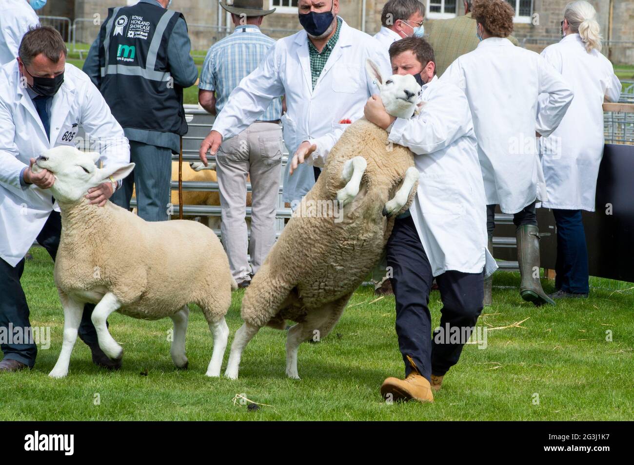 Ingliston, Edinburgh. Die Beurteilung von Schafen bei der Landwirtschaftsmesse Royal Highland Showcase 2021, die aufgrund der Coronavirus-Pandemie online gestreamt wurde. Stockfoto