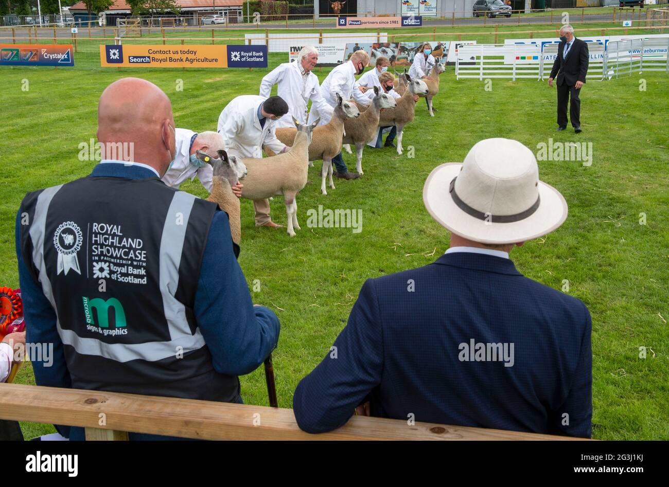 Ingliston, Edinburgh. Die Beurteilung von Schafen bei der Landwirtschaftsmesse Royal Highland Showcase 2021, die aufgrund der Coronavirus-Pandemie online gestreamt wurde. Stockfoto