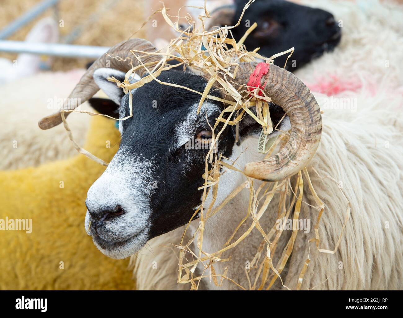 Schwarzgesicht-Schafe mit Strohhut im Royal Highland Showcase, Ingliston, Edinburgh, Schottland. Stockfoto