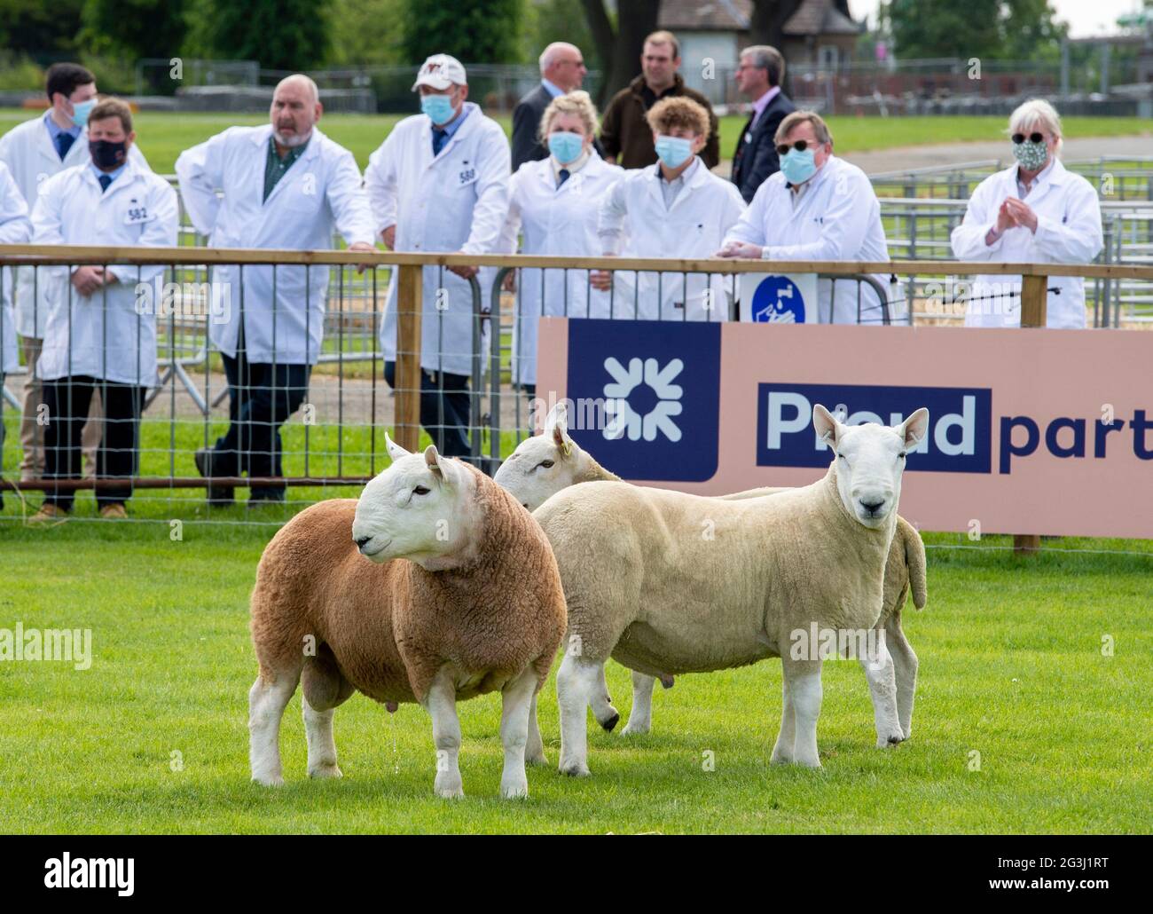 Ingliston, Edinburgh. Die Beurteilung von Schafen bei der Landwirtschaftsmesse Royal Highland Showcase 2021, die aufgrund der Coronavirus-Pandemie online gestreamt wurde. Stockfoto