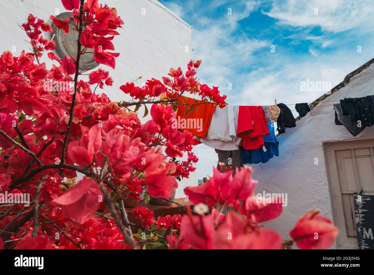 Rosa Bougainvillea Blumen wachsen auf einer Dachterrasse in Córdoba, Spanien an einem schönen klaren Nachmittag, während einige Wäsche hängt, um auf der Linie zu trocknen Stockfoto
