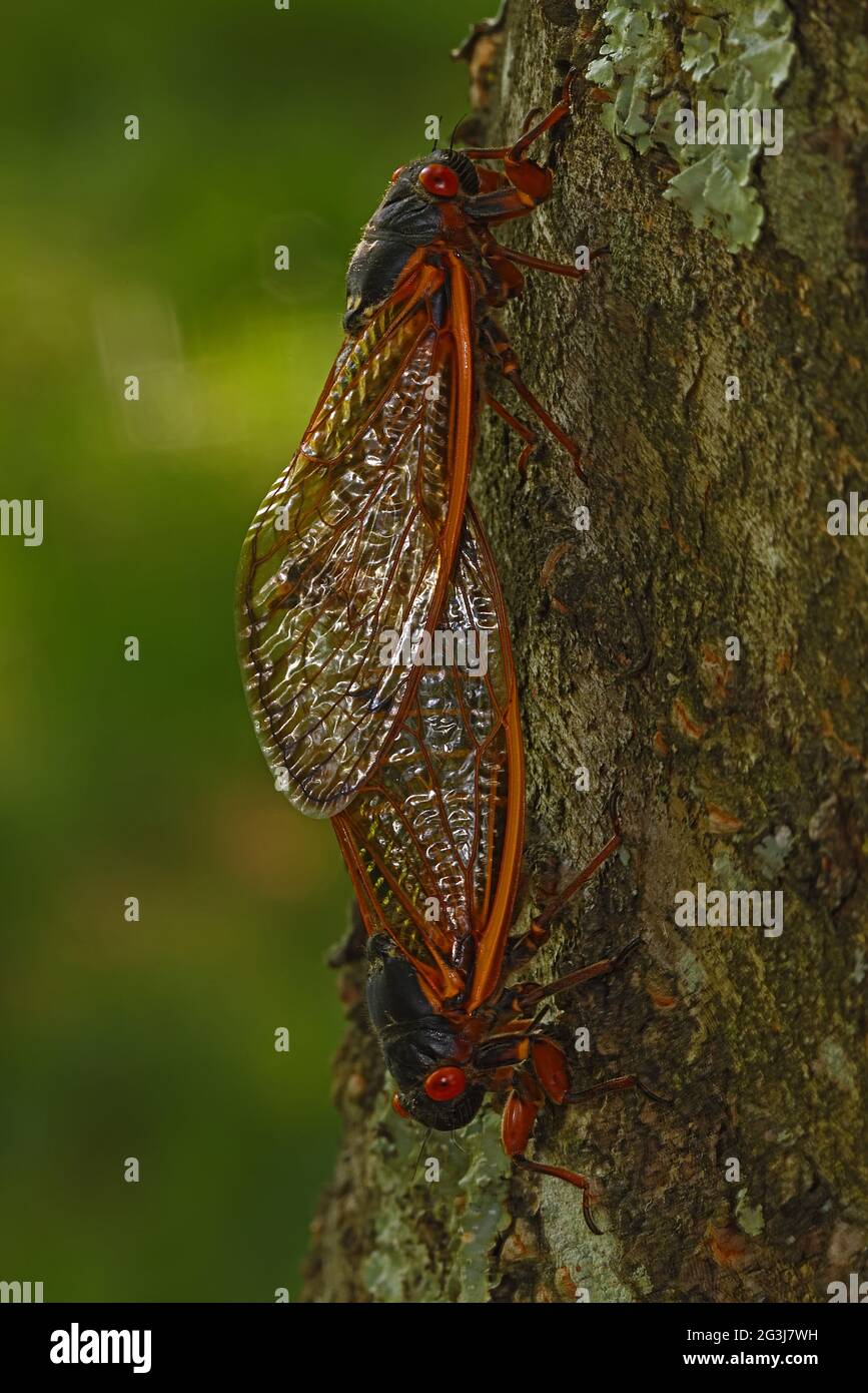 Periodical cicada, Magicicada septendecim, 17-jährige Periodical cicada, Erwachsene, die sich paaren, Maryland, Juni 2021 Stockfoto