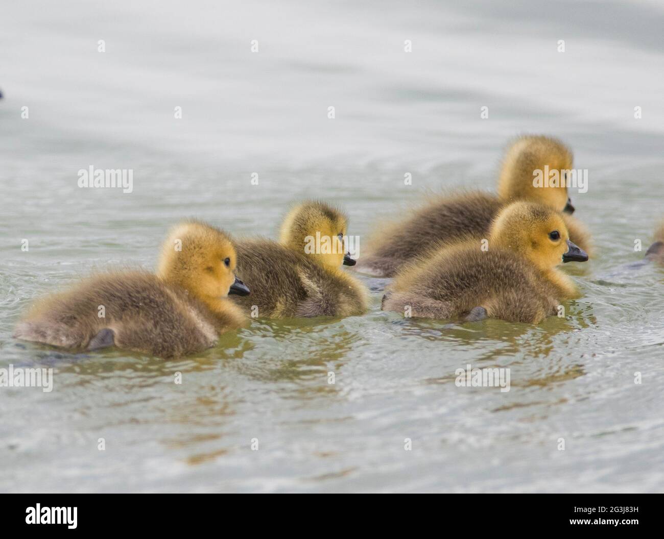 Kanada Gänseküken (Branta canadensis) beim Schwimmen auf einem See, Yorkshire. Stockfoto