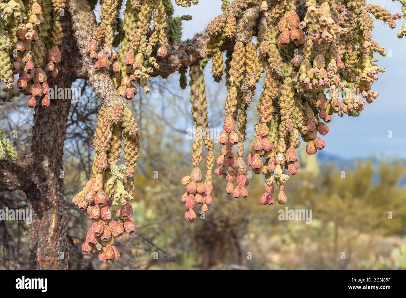 Reife Früchte von Kettenfrucht Cholla, Cylindropuntia fulgida, Saguaro National Park, Tucson, Arizona, Usa. Stockfoto