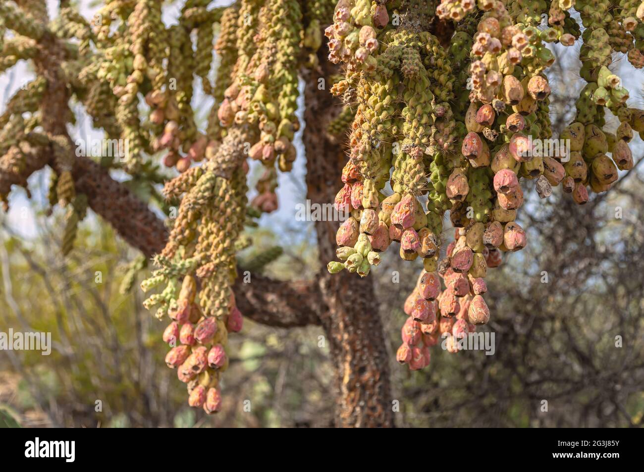 Reife Früchte von Chained-Fruit Cholla, Cylindropuntia fulgida, Saguaro National Park, Tucson, Arizona, Usa. Stockfoto
