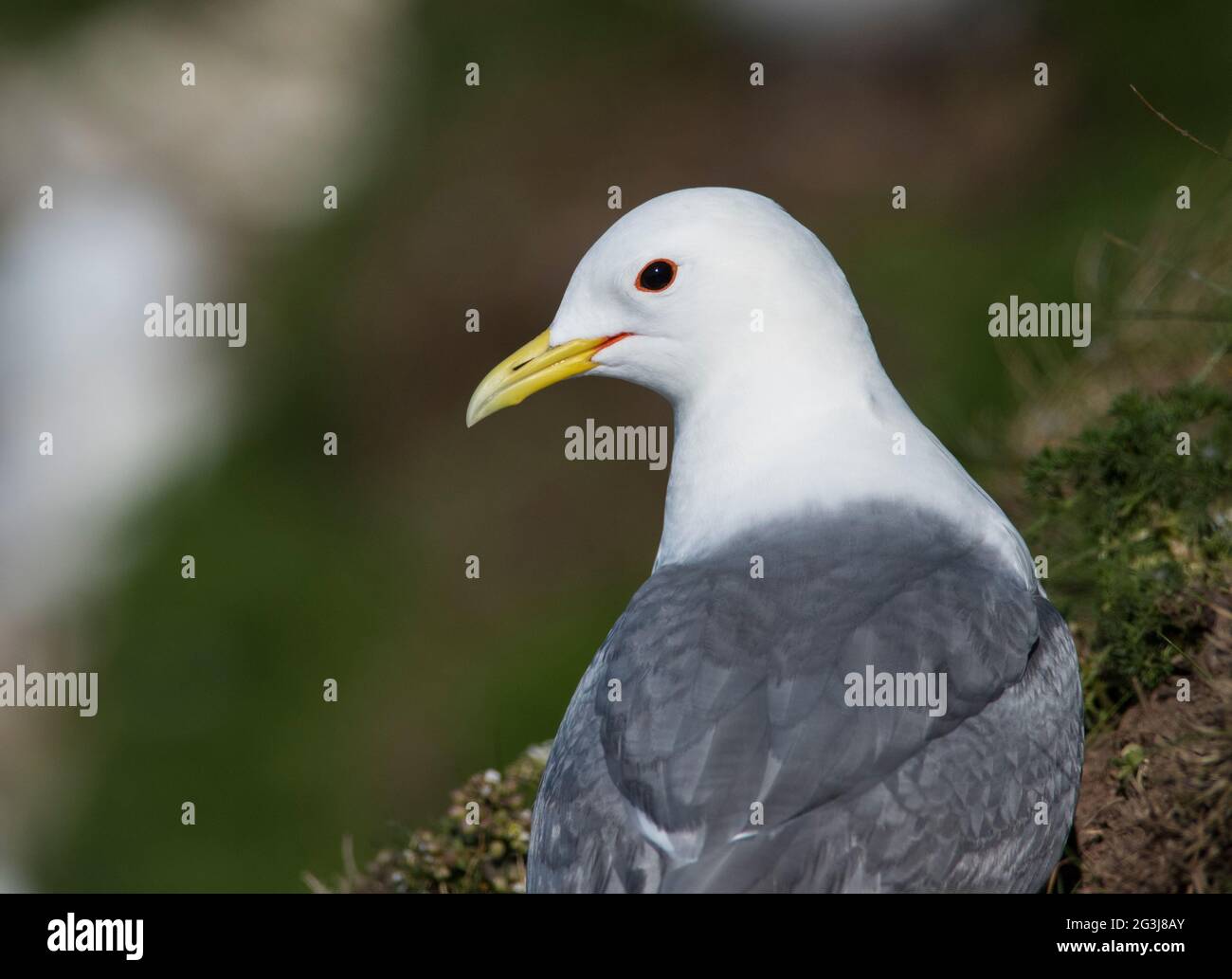 Nahaufnahme einer Kittiwake (Rissa tridactyla) Bempton Cliffs, East Yorkshire, England. Stockfoto