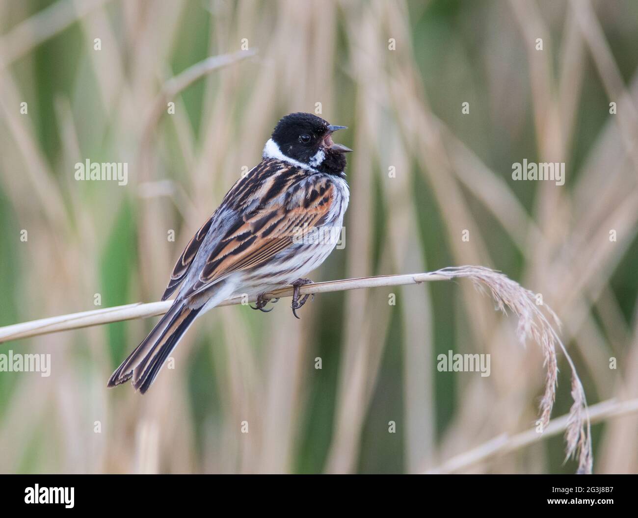 Schilfhämmer (Emberiza schoeniclus) singen in einem Reedbed. Stockfoto