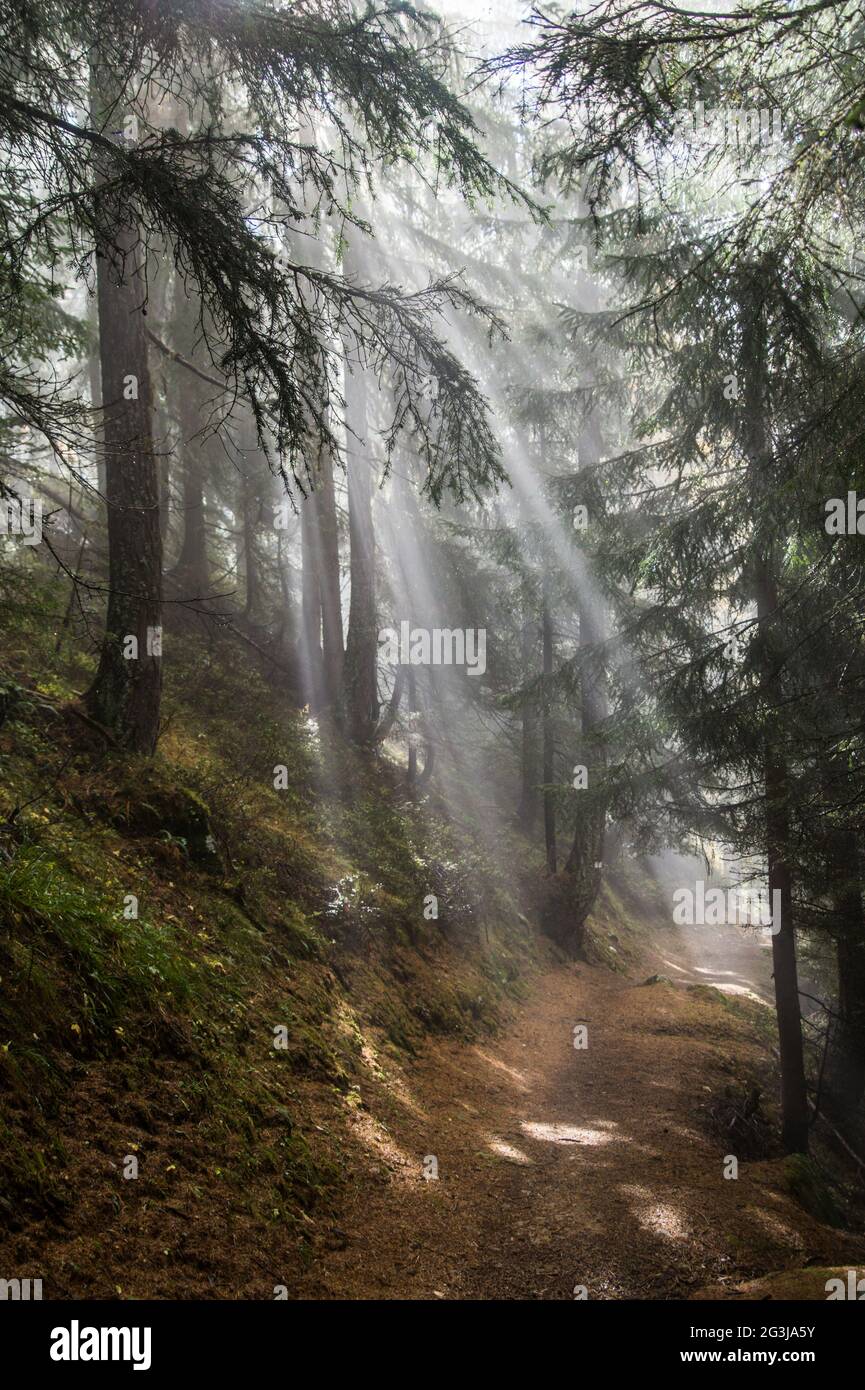 Sonne durch die Bäume Stockfoto