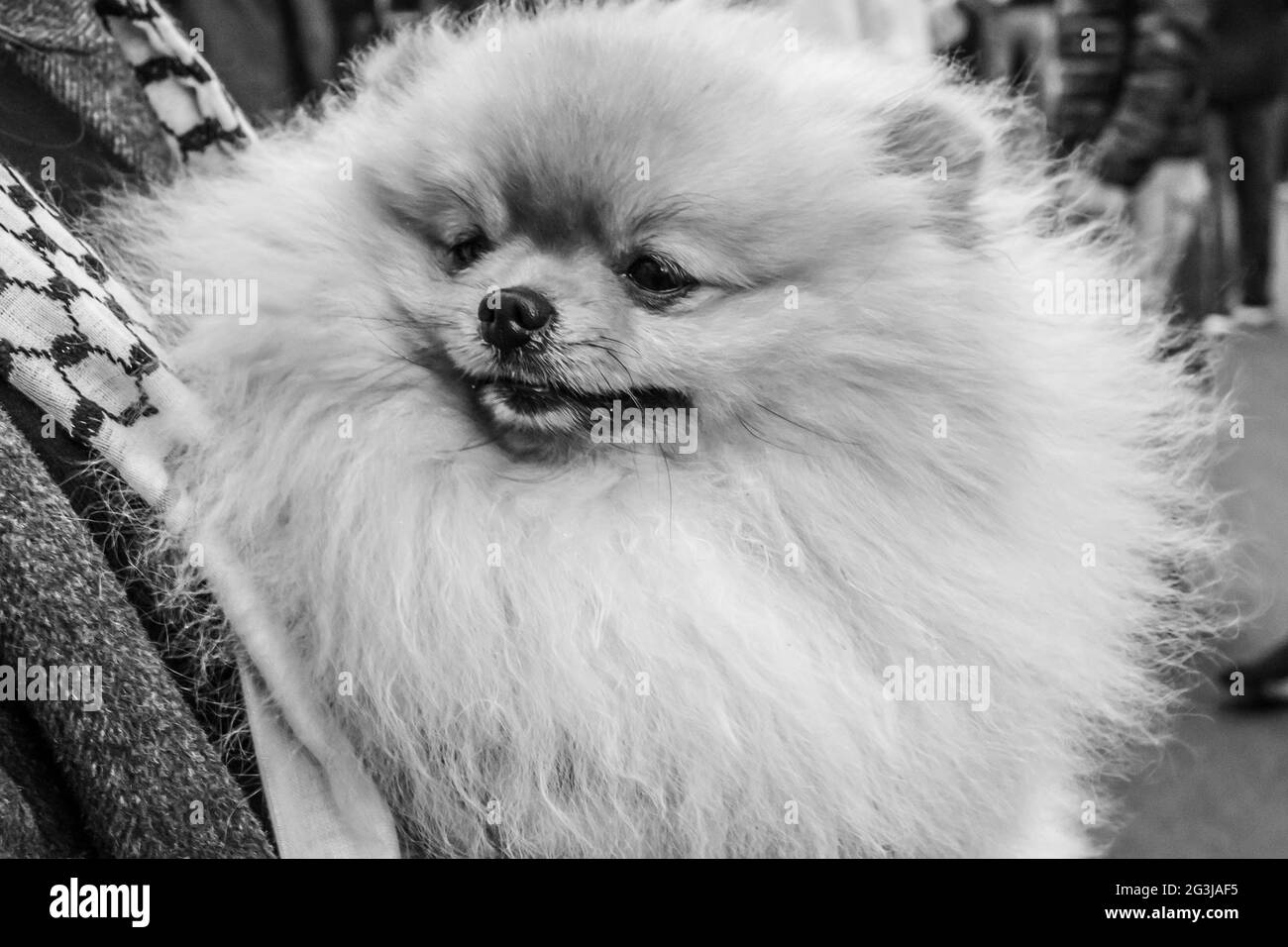 Schwarz-weiß Nahaufnahme eines sehr niedlichen flauschigen kleinen pommerschen Hundes Stockfoto