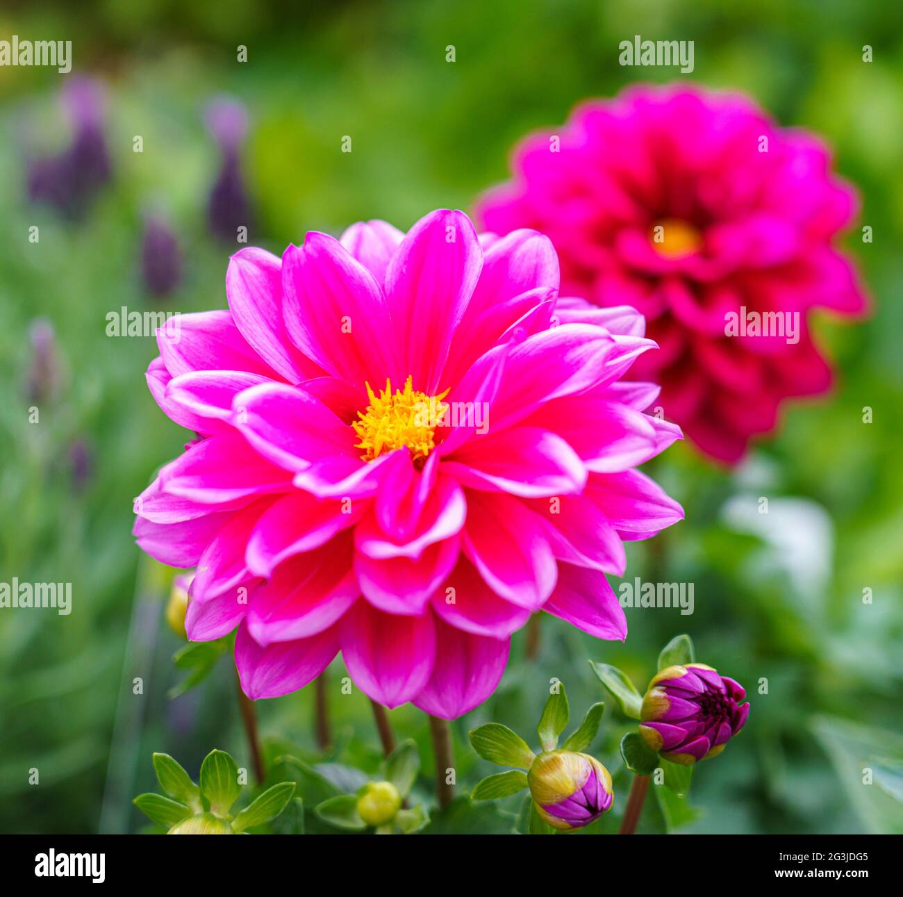 Schöne rosa lila Garten Dahlia pinnata in voller Sommerblüte Stockfoto