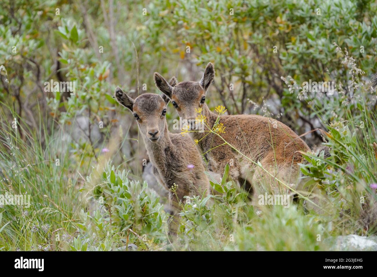 Zwei juvenile spanische Steinböcke, spanische Wildziege oder iberische Wildziege (Capra pyrenaica), Andalusien, Spanien. Stockfoto