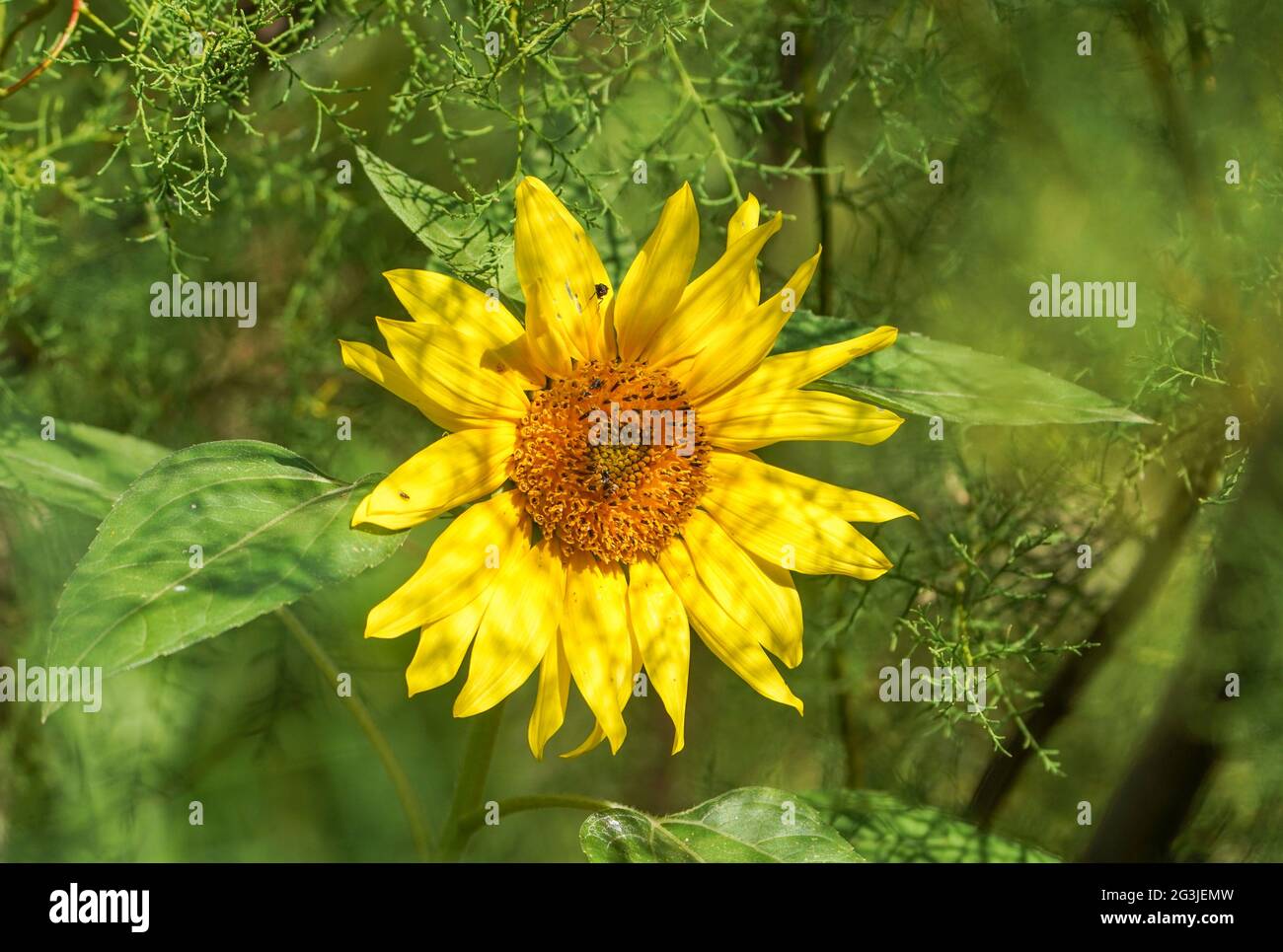 Sonnenblumen wachsen in freier Wildbahn, Spanien Stockfoto