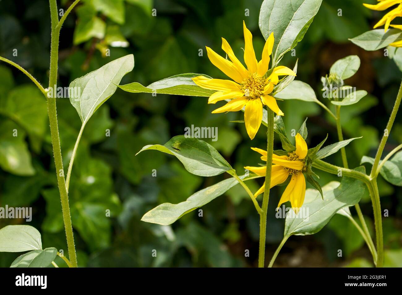 Wilde Sonnenblumen, Jerusalemer Artischocken blühen in einem Garten. Spanien. Stockfoto