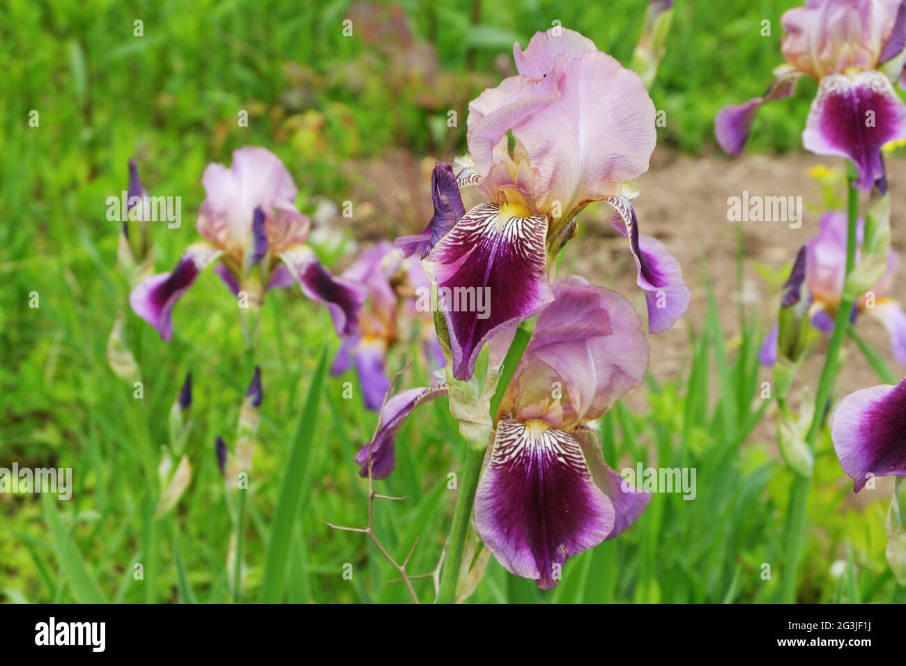 Eine wunderschöne mehrfarbige Irisblume in violetten Tönen auf einem Blumenbett im grünen Gras. Selektiver Fokus. Stockfoto