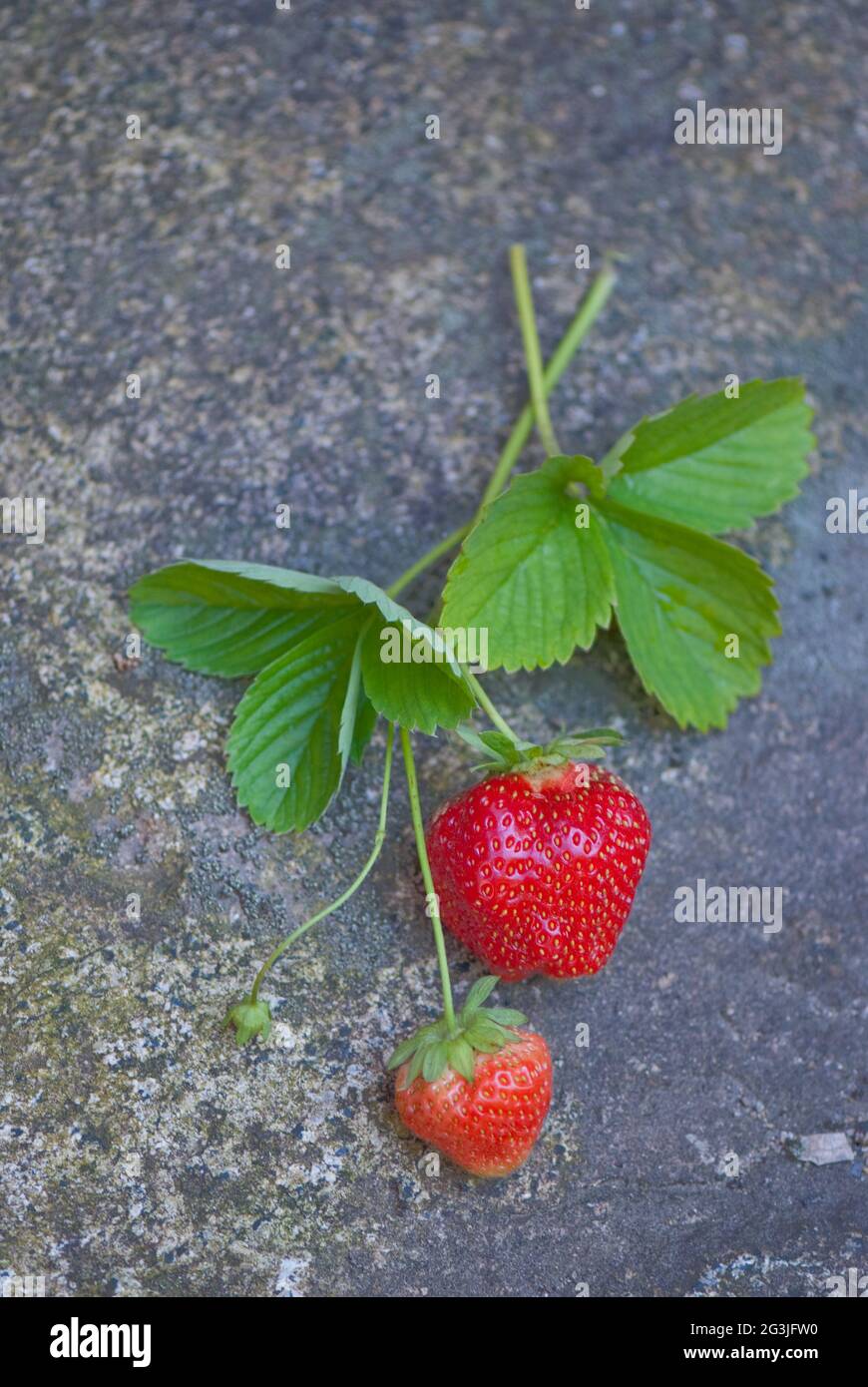 Erdbeere Stillleben, Silhouette Stockfoto
