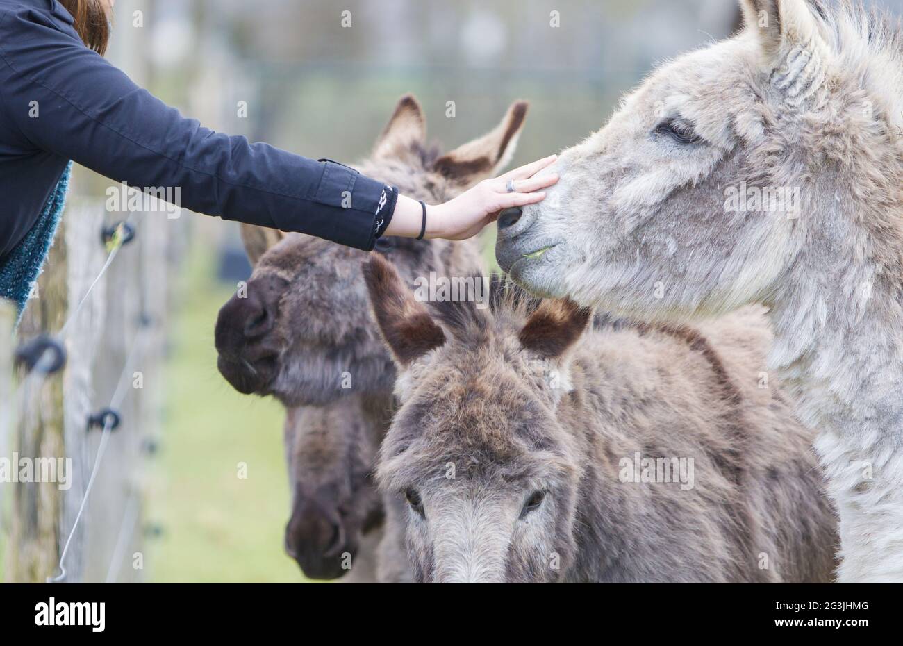 Esel suchen Aufmerksamkeit Stockfoto