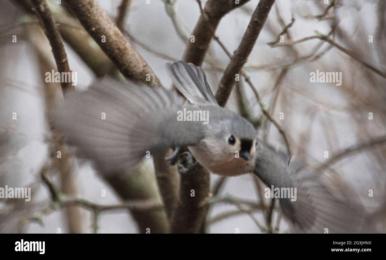 Tufted Titmaus ist niedlich auf die Ast Stockfoto