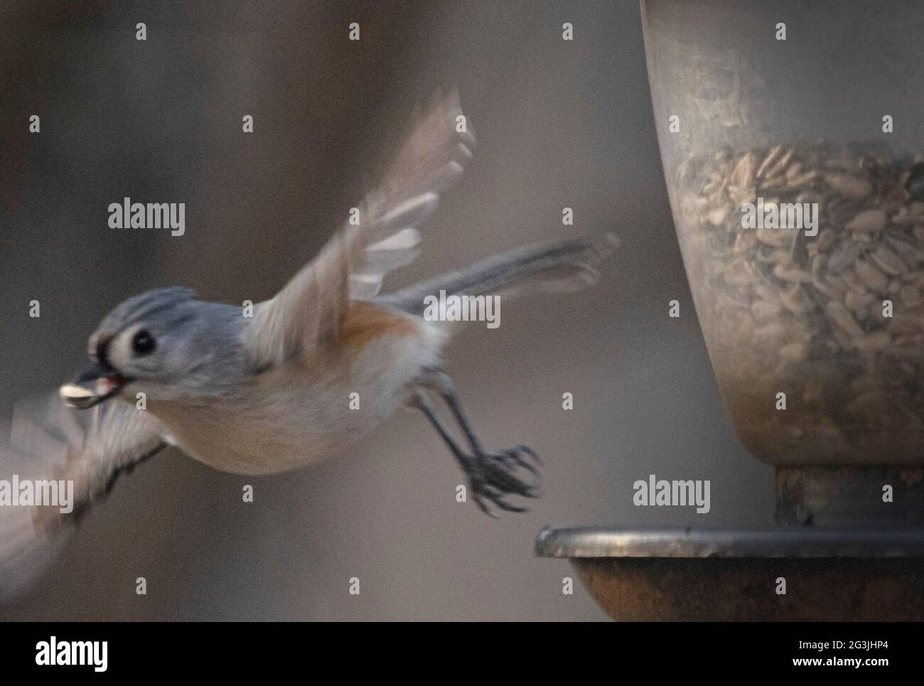 Tufted Titmaus ist niedlich auf die Ast Stockfoto