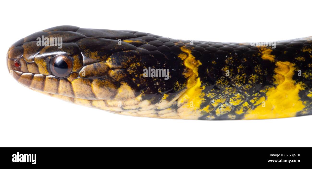 Aquatische Kolubridschlange (Erythrolamprus taeniogaster), Provinz Orellana, Ecuador. Nahaufnahme des Kopfes Stockfoto