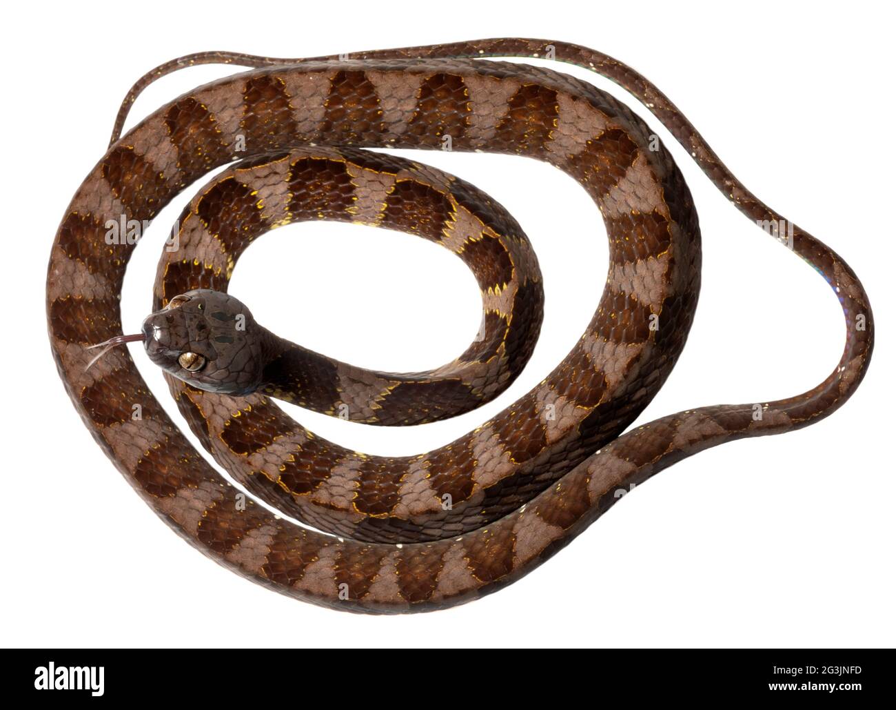 Neotropical snail-eater Snake (Dipsa indica), Orellana Province, Ecuador Stockfoto