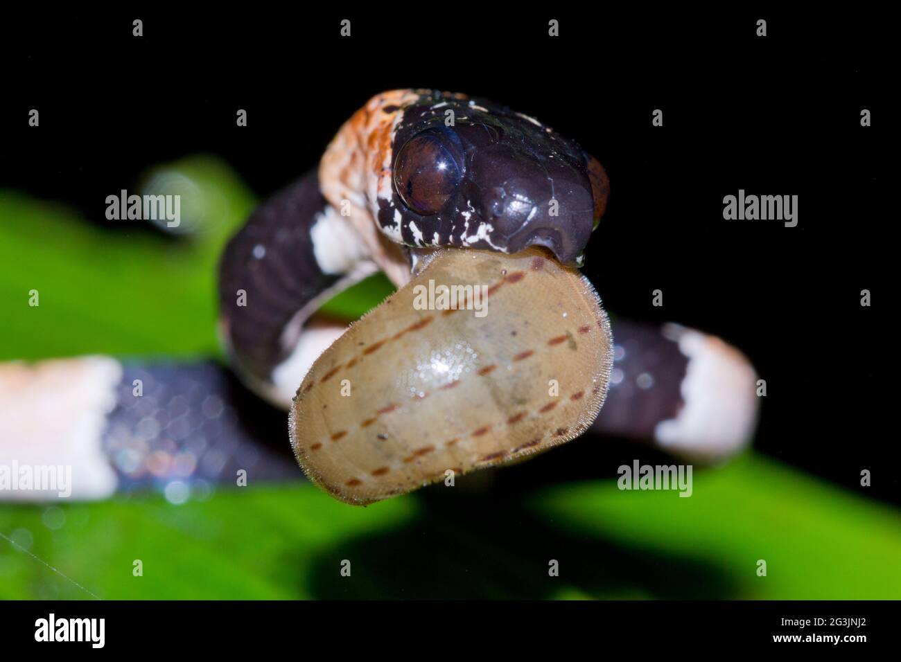 Anmutige Schneckenfressende Schlange (Dipsas gracilis), die eine Schnecke aus ihrer Schale extrahiert. Provinz Manabi, Ecuador Stockfoto