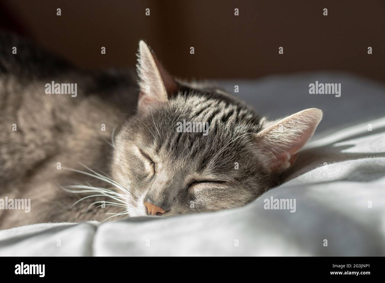 „Schlafende Katze“-Porträt auf der Steppdecke Stockfoto