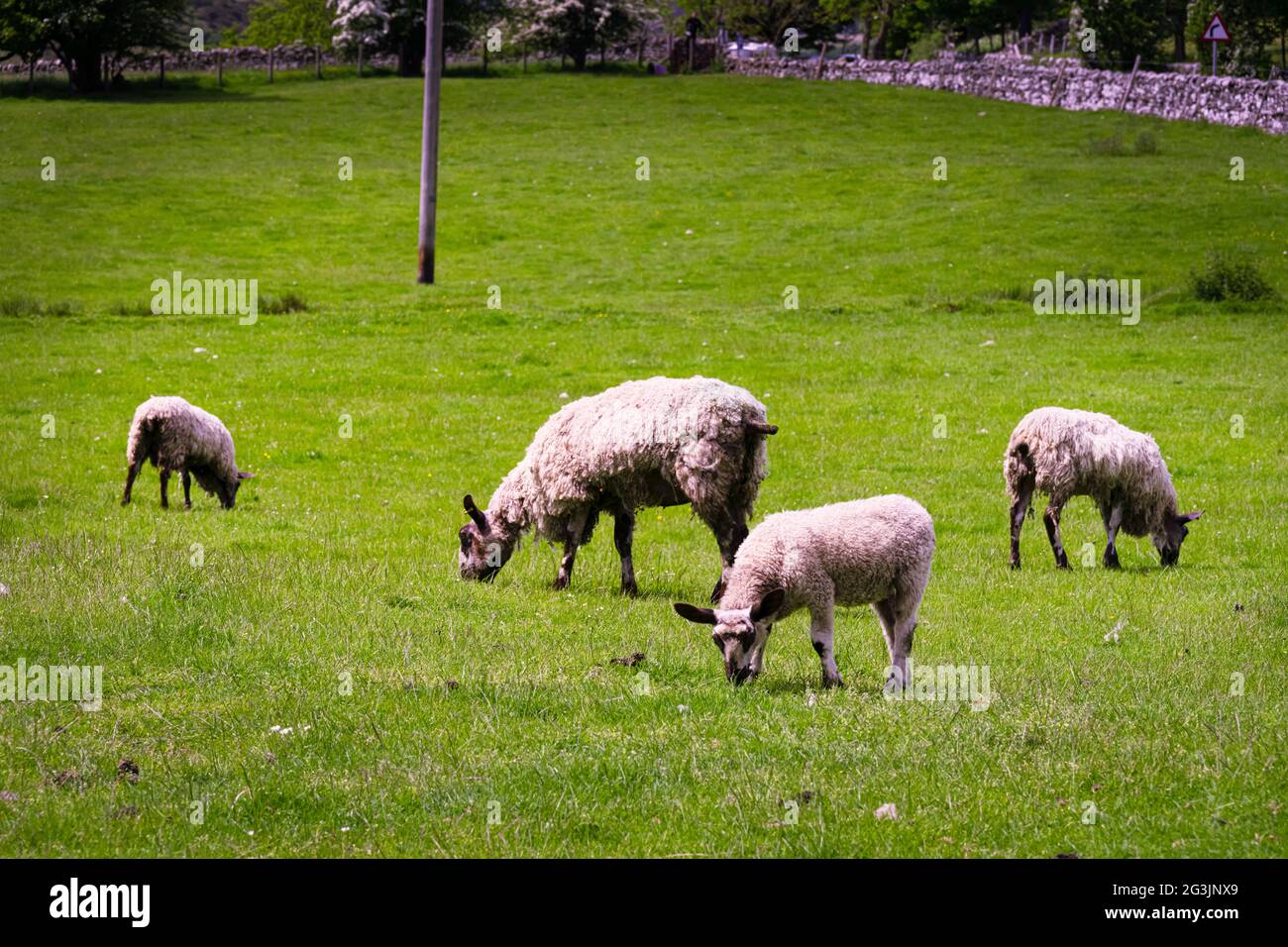 Schafe mit langen, gestochen Ohren auf einem Feld, County Durham, England Stockfoto