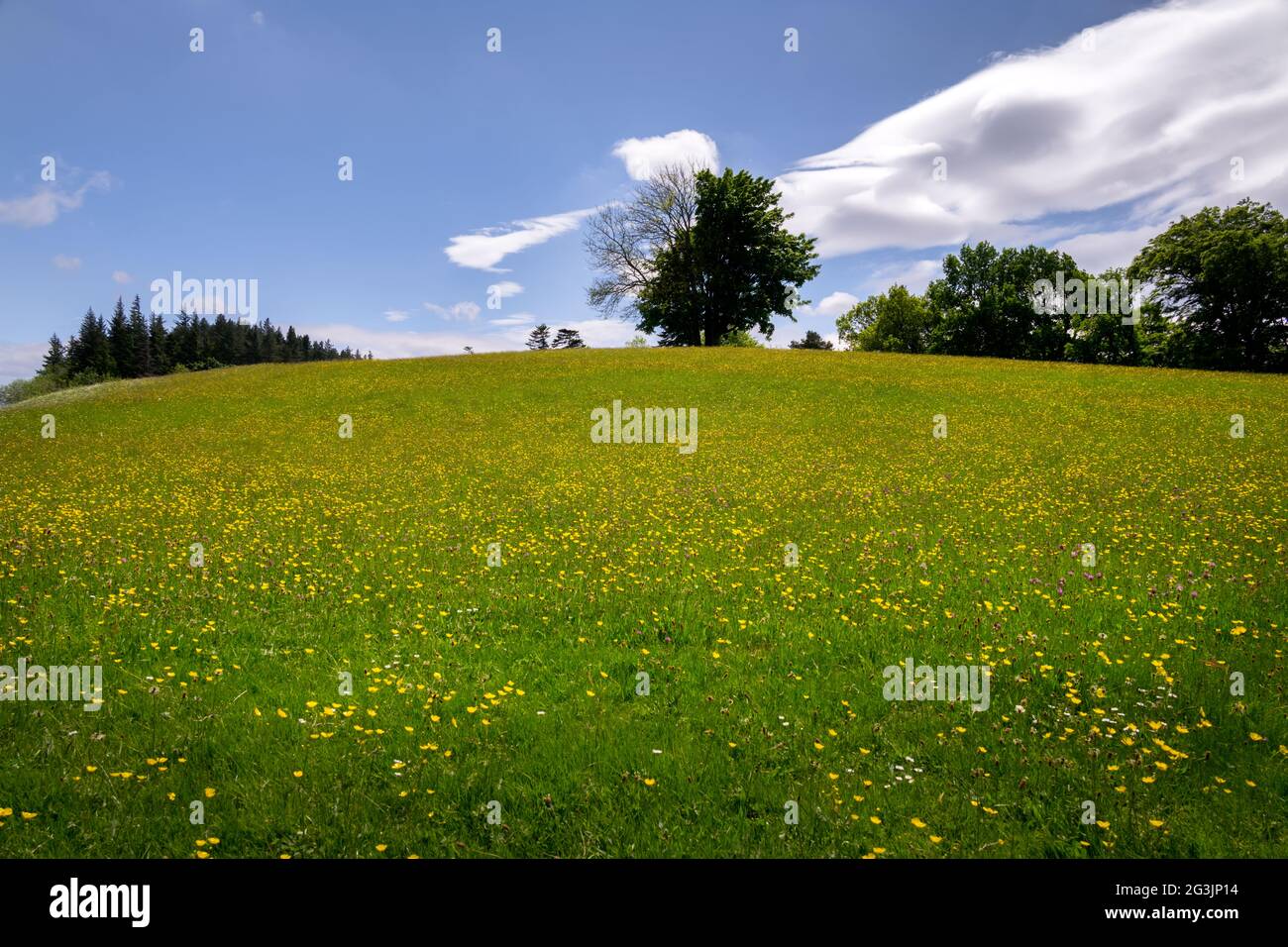 Schöne Wiese mit gelben Blüten in Upper Teesdale, County Durham, England Stockfoto