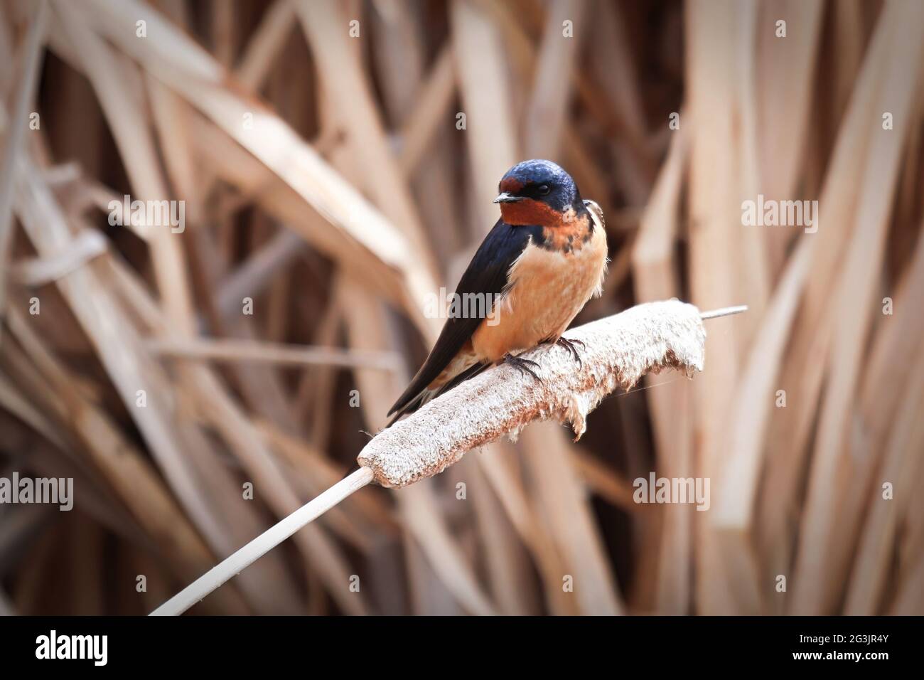 Nahaufnahme einer Schwalbe, die auf Schilf sitzt Stockfoto