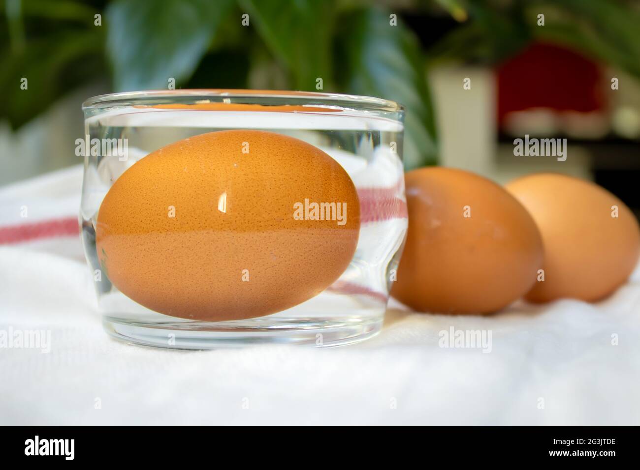 Ei in Wasser und Frischetest Stockfoto