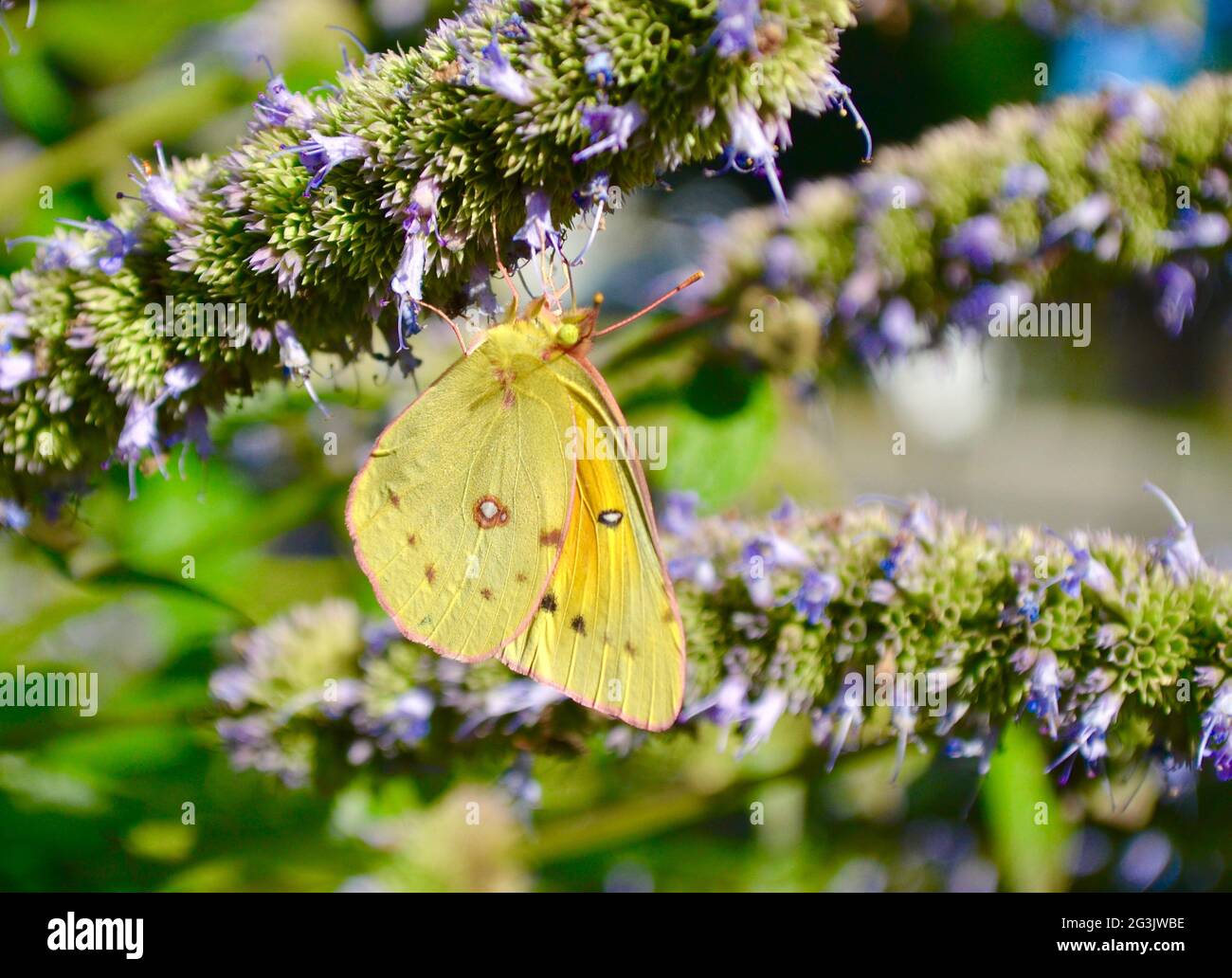 Ein Orangenschwefelschmetterling (Colias eurythem) hängt kopfüber, während er sich von der Blume des Anis-Ysop (Agastache foeniculum) ernährt. Nahaufnahme. Stockfoto