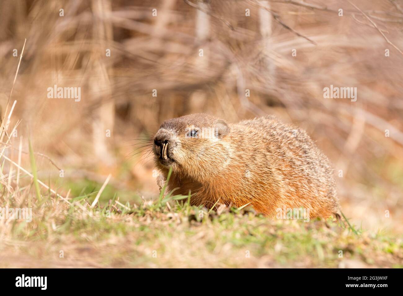 Altes Murmeltier, das auf Gras ruht. Der Murmeltier hat sehr lange Unterzähne, die bis zur Nase reichen. Platz für Text oben. Stockfoto